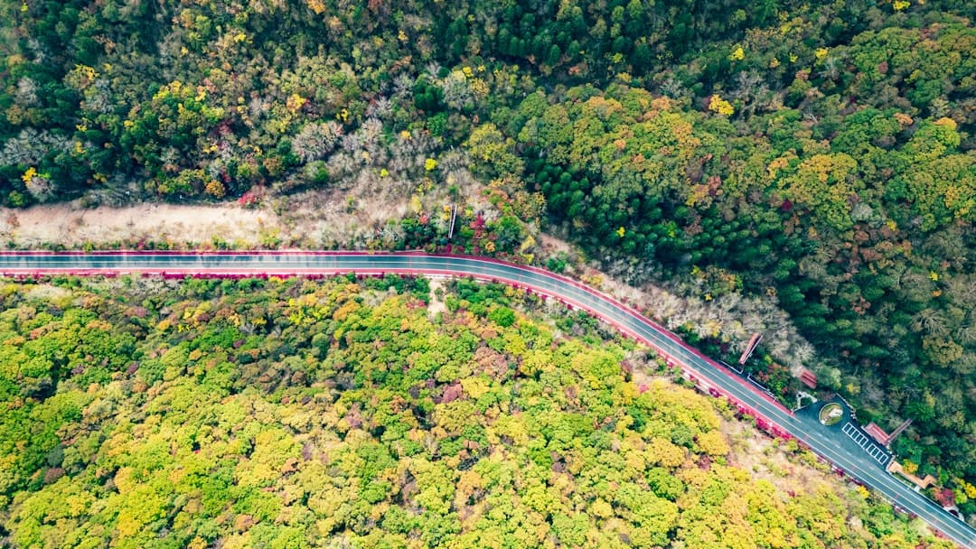 A winding road through a lush forest representing the financial planning journey